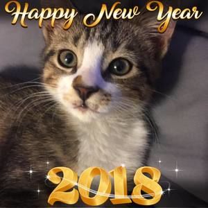 Meet your Posher, Faye